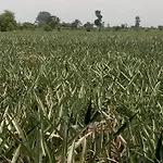 Apartman Ahouignan Ghislain