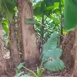 Ahouignan Ghislain * Saint-Avold