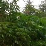 Ahouignan Ghislain *