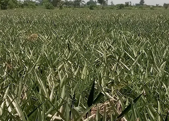 Apartment Ahouignan Ghislain