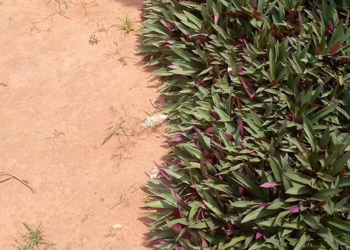 Apartment Ahouignan Ghislain *