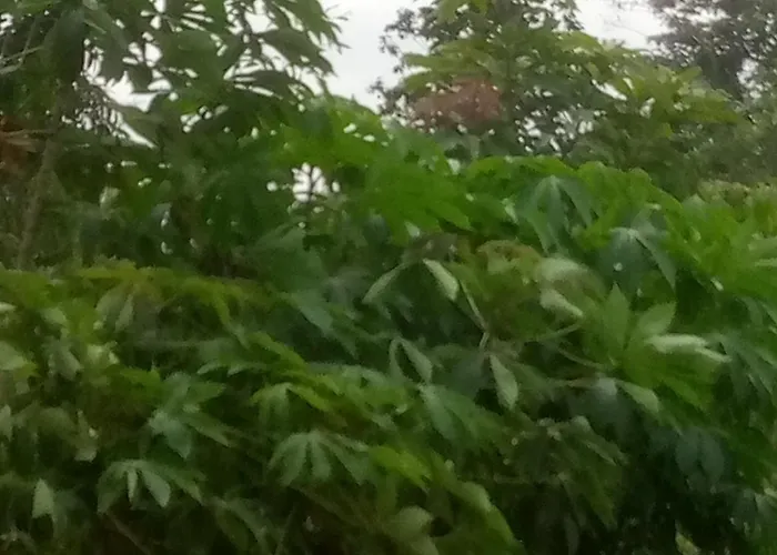 Ahouignan Ghislain *